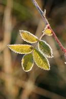 1010 Frost Coated Leaves.